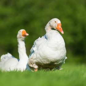 White goose on green grass